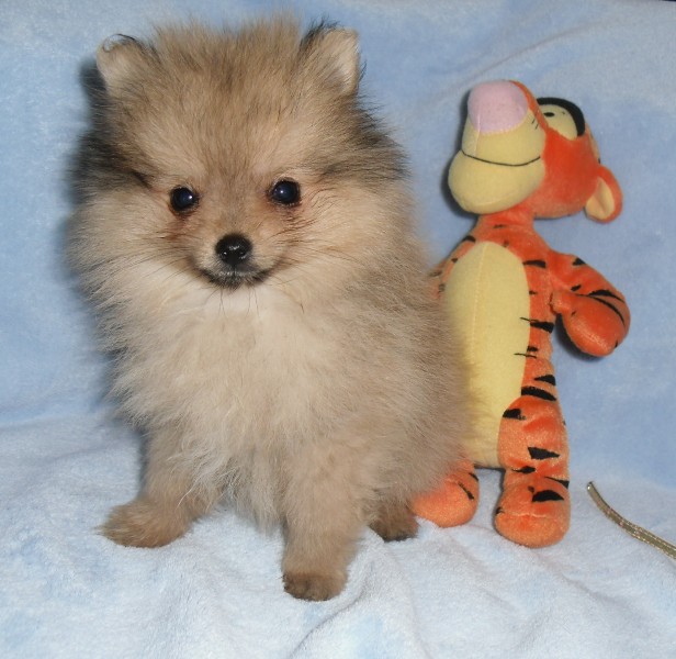 boo pomeranian price acura who sings wish i was autos post boo pomeranian price acura who sings wish i was autos post